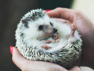 Hedgehog