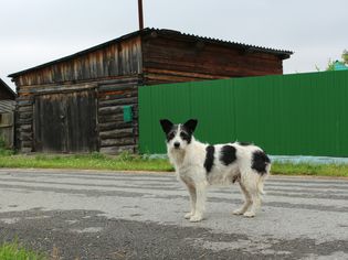 A dog standing in a road