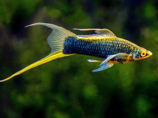 Swordtail fish profile