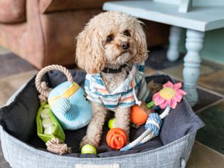 dog in a dog bed with toys