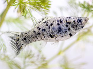 Dalmatian Molly fish with black spots swimming near aquatic plants