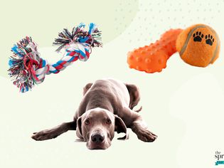 Collage of dog toys and a dog on a green background