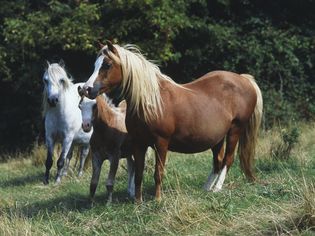 Three Welsh mountain ponies (Equus caballus) in a field, including chestnut coloured pregnant mare and foal, and grey pony