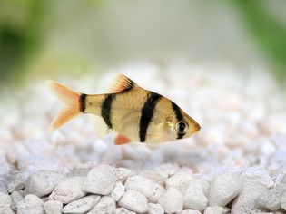 Tiger barb or Sumatra barb Puntius tetrazona tropical aquarium fish