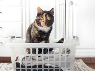 Orange and black cat sitting on folded clothes