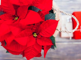 Top view of Vibrant red holiday Christmas pointsettia leaves