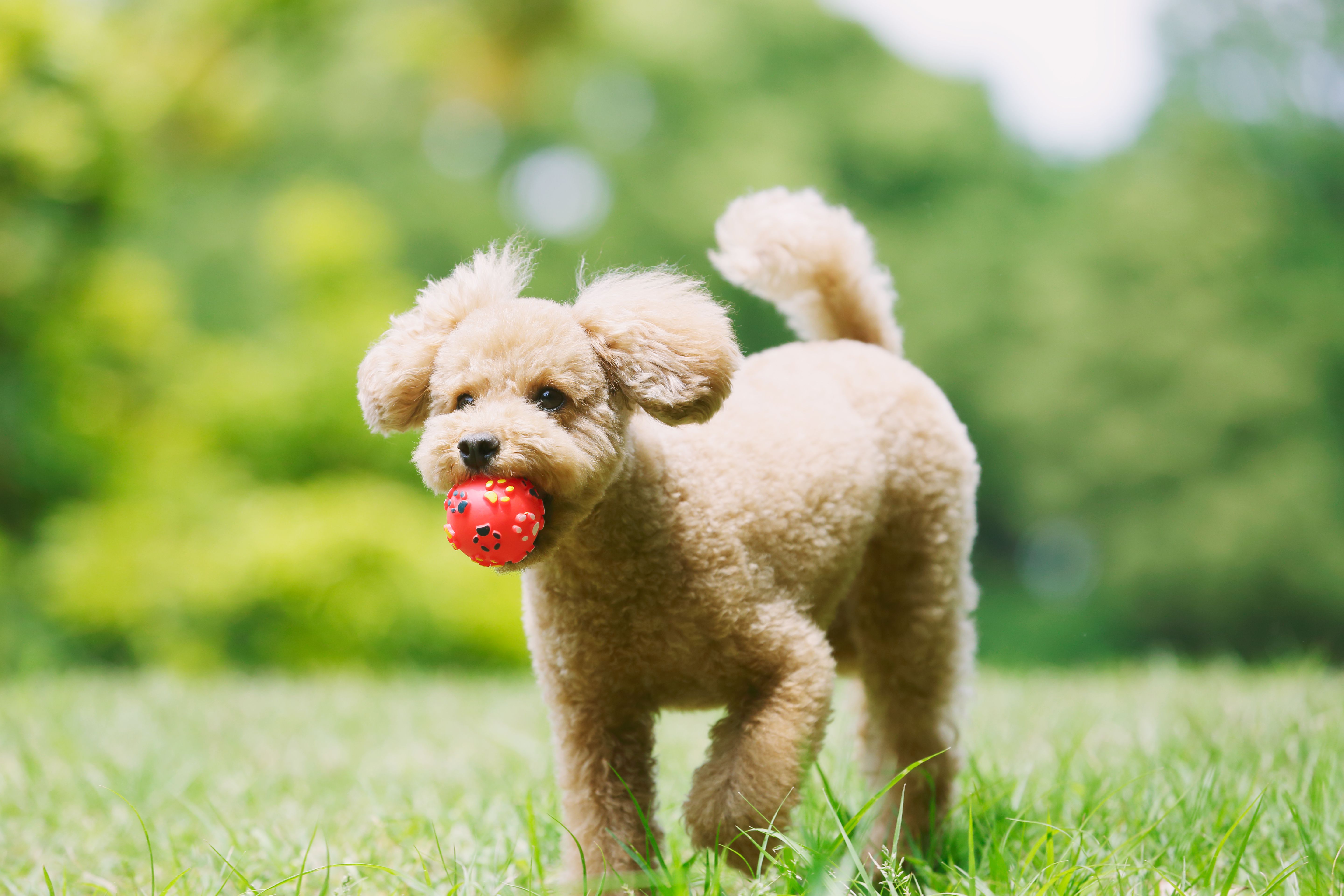 Toy poodle in a park