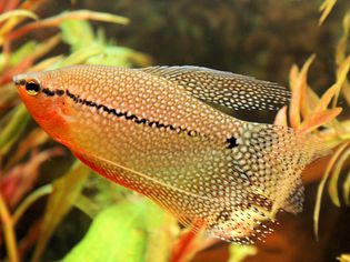 Trichogaster leeri - Pearl Gourami