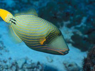 Triggerfish