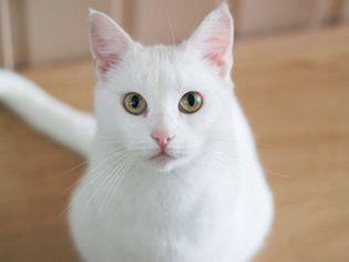 white cat