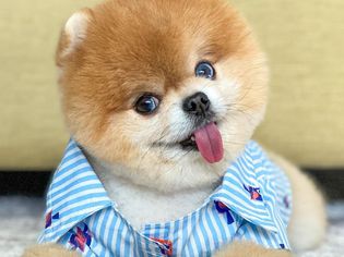 A pomeranian dressed in a blue striped shirt and looking at the camera with its tongue out.