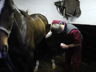 vet examines tifle