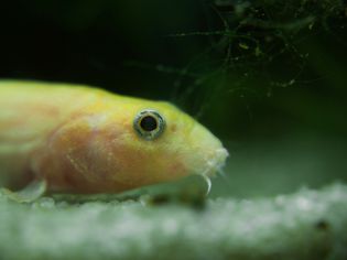 Weather loach