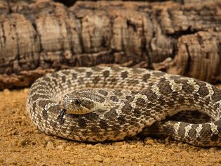 Western Hognosed Snake