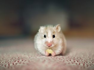 White and brown hamster eating cheese and looking at the camera