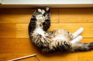 Black, tan and white cat playing with a yarn ball on its back