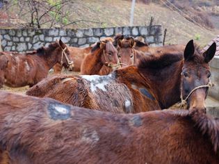 Wounded Horses At Stable