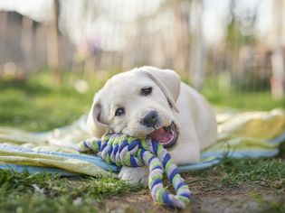 yellow Lab puppy chews on rope toy