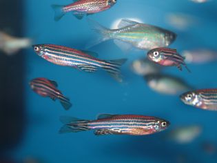 Zebrafish (Danio rerio) aquarium fish