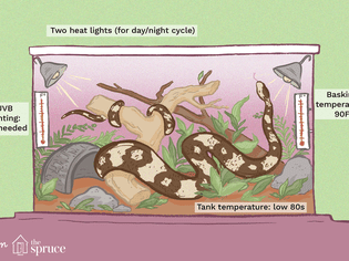 Ball Python Lighting and Heating Needs illustration