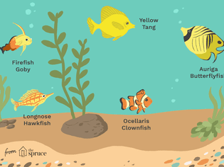 illustration of saltwater fish