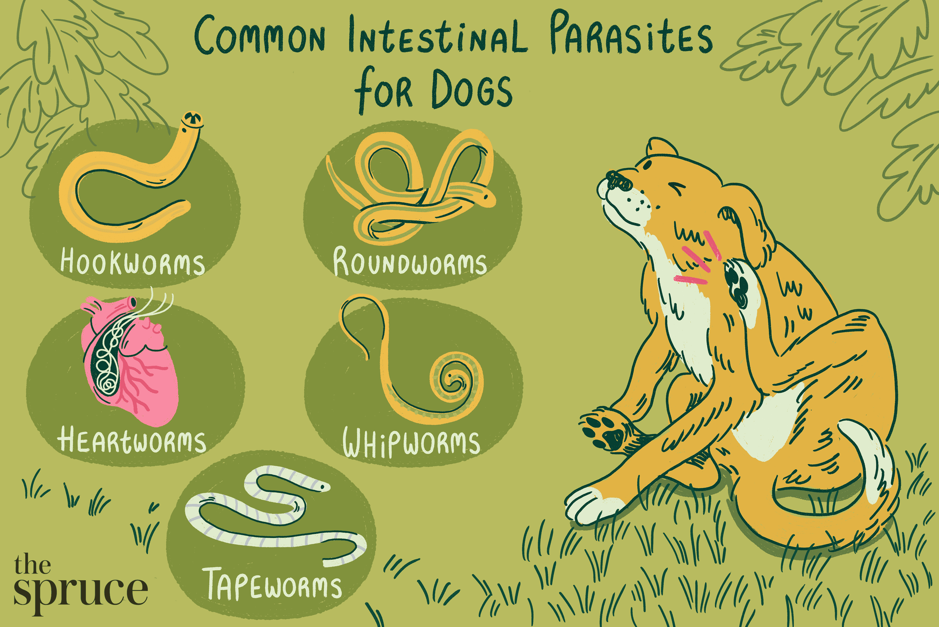 Illustration of the common intestinal parasites for dogs