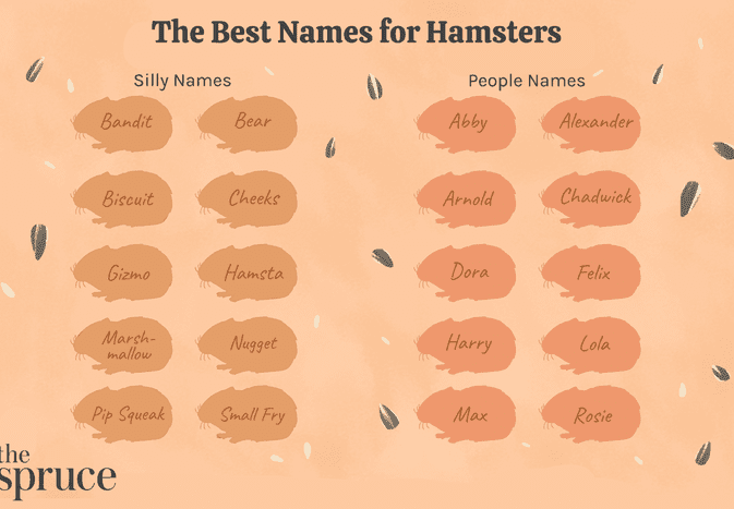 The Best Names for Hamsters