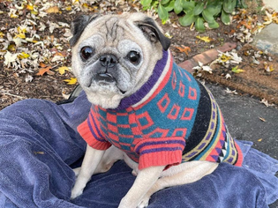 noodle the pug, famous pets